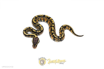 Pastel Dbl Het Clown DG