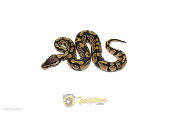 Pastel Dbl Het Clown DG